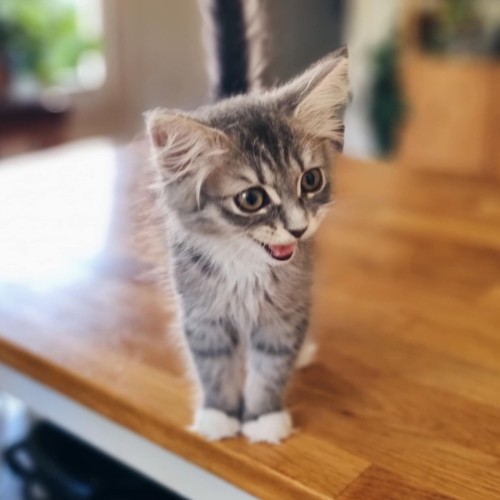 Mash - Located in Coburg