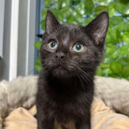 🎈 Devon 5918 🎈