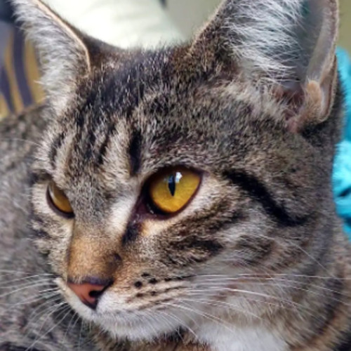 No photo for Sully 🌹🌹🌹