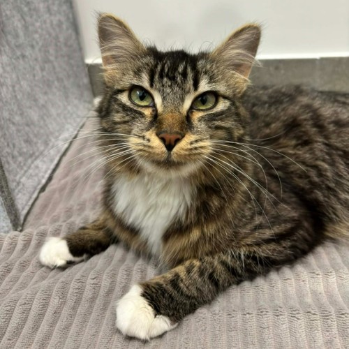 Mumma Maple  **2nd Chance Cat Rescue **