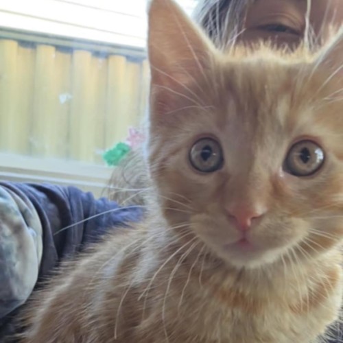 George meet me@petstock keysborough store