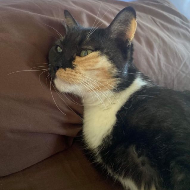 Photo of Missy