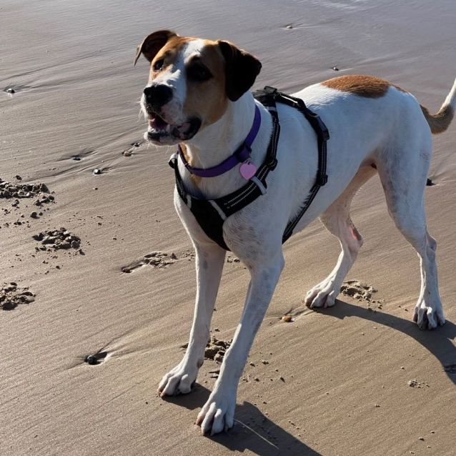 Photo of Indi