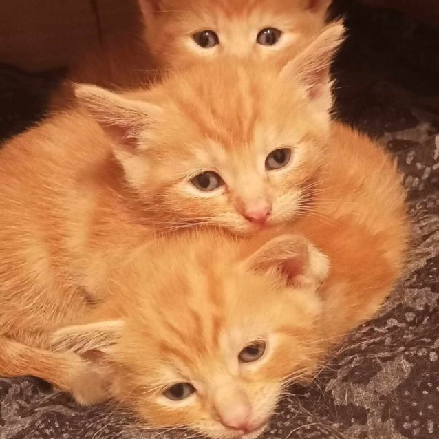 Photo of 🧡🧡 Bowser 🧡🧡