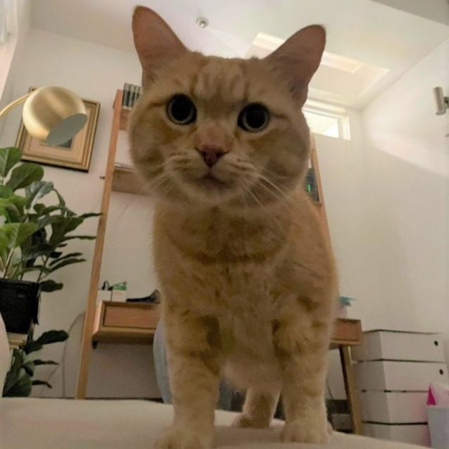 Photo of Tonka