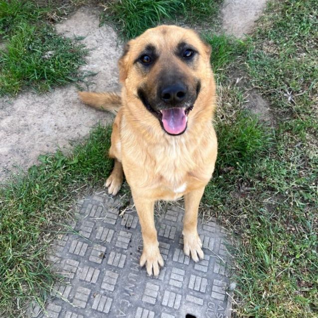 Photo of Hachi