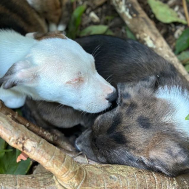 Photo of Koa 🐶🎾