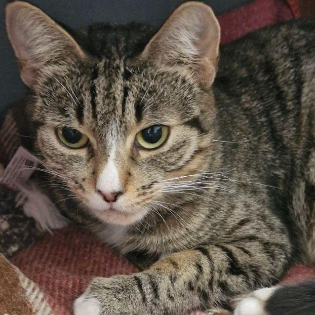 Photo of Misa