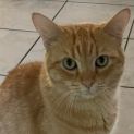 Photo of Tonka