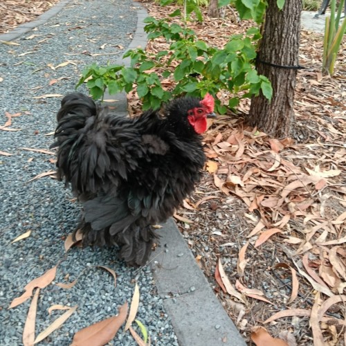 Ruffles and Puffinstuff the Roosters