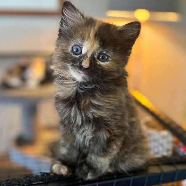 Photo of Phoebe**2nd Chance Cat Rescue**