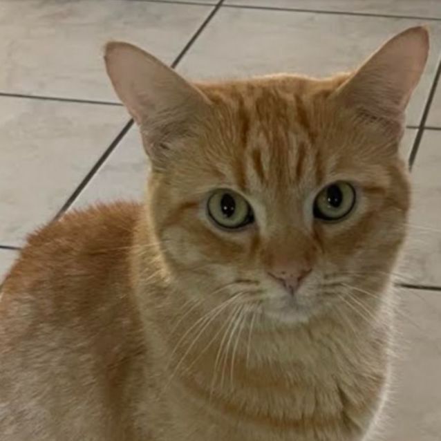 Photo of Tonka