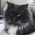 Photo of Lucky