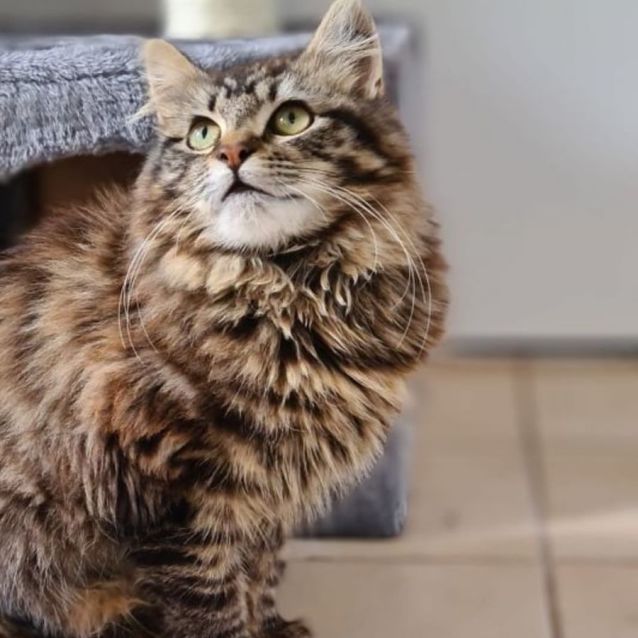 Photo of Freya **2nd Chance Cat Rescue**