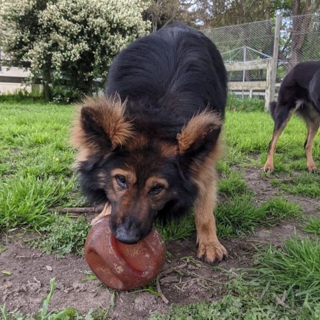 Kobi - Large Male German Shepherd Mix Dog in VIC - PetRescue Kobi - Large Male German Shepherd Mix Dog in VIC - PetRescue