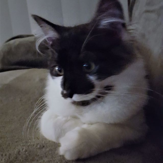 Photo of Remington ^Dandy Cat Rescue^