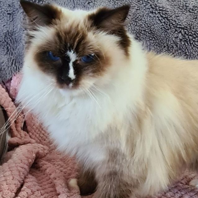 Photo of Marshmallow