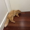 Photo of Teddy