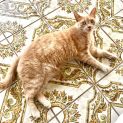 Photo of Cheeto