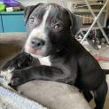 Photo of Soot