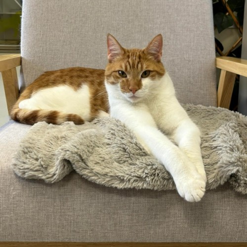 🦚 Phoenix 5086 🦚