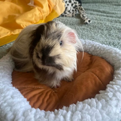 No photo for Banjo