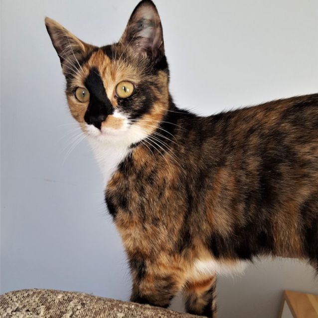 Photo of Aria ^^Dandy Cat Rescue^^