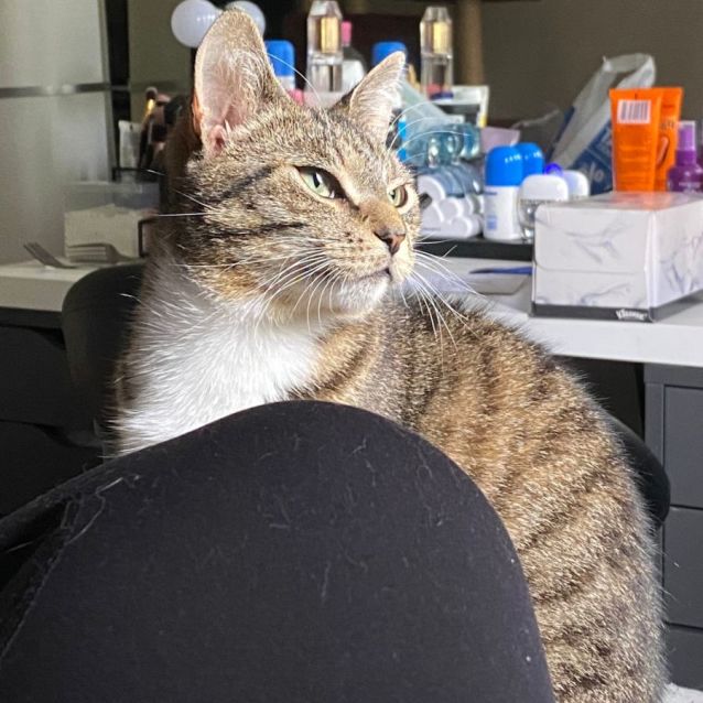 Photo of Shorty
