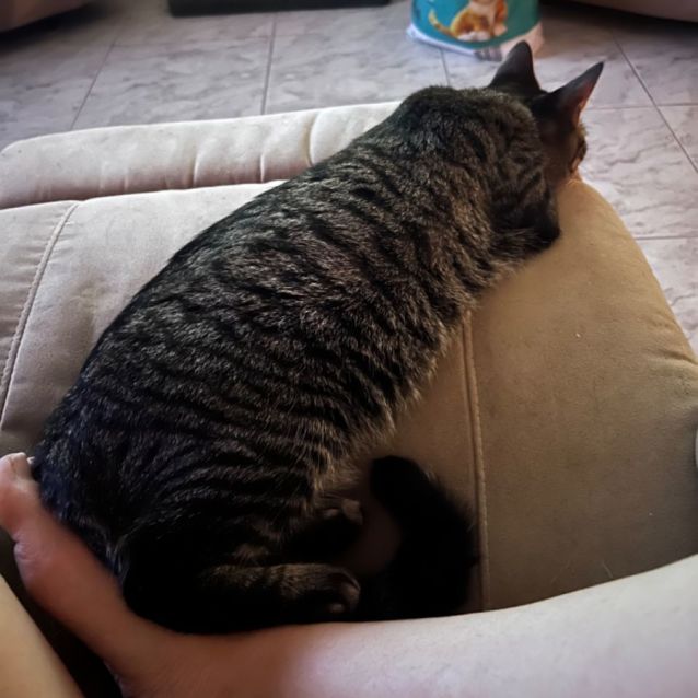 Photo of Ronan **2nd Chance Cat Rescue**