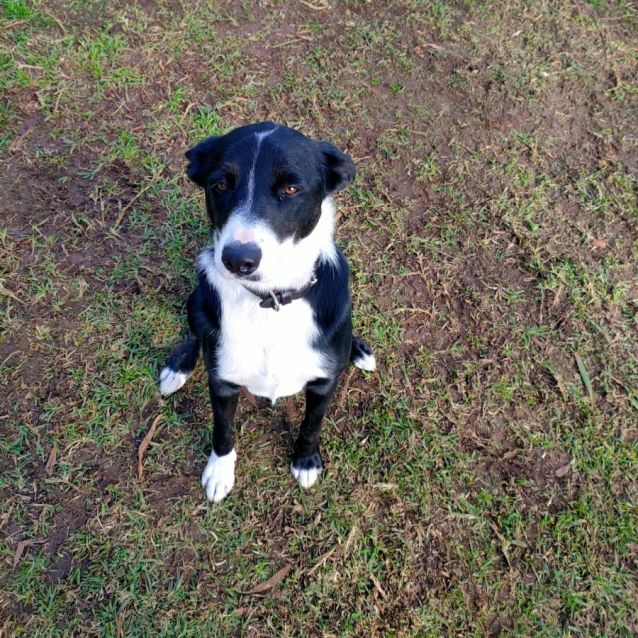 Photo of 🌞 C04425 Pepper 🌞