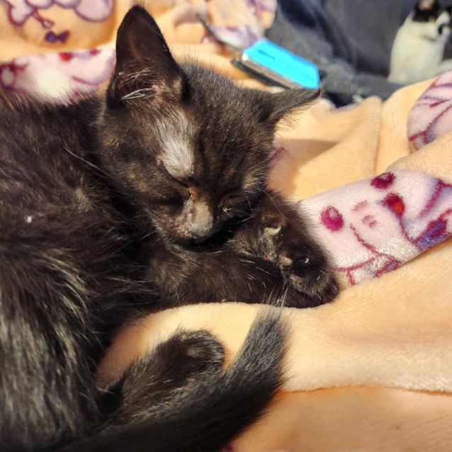 Photo of Ebony