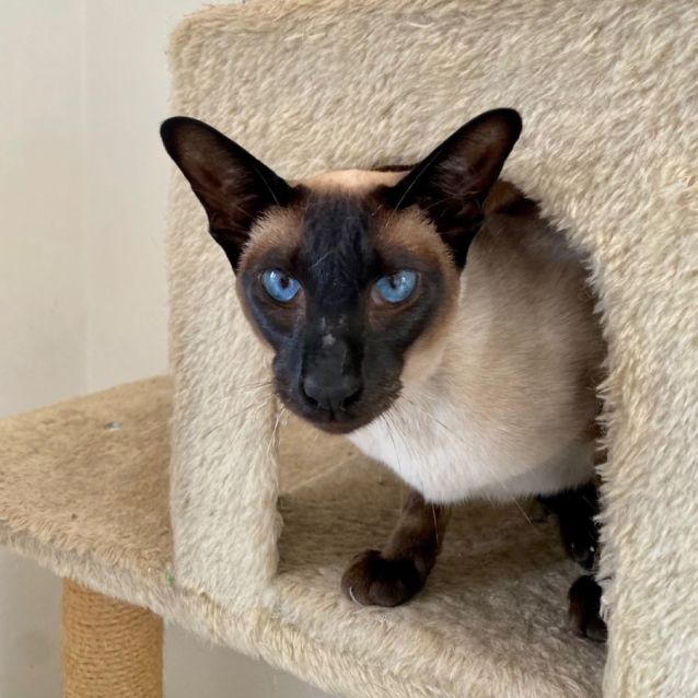 Photo of C1239 Bubby