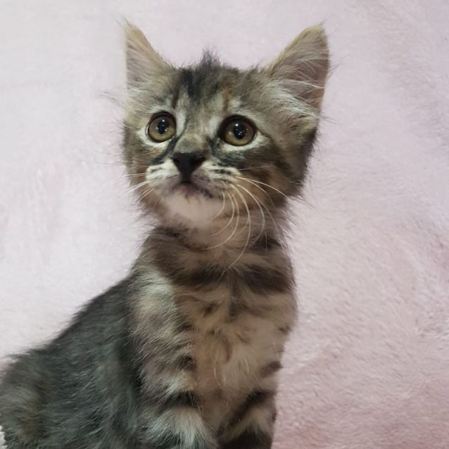 tabby british shorthair cat