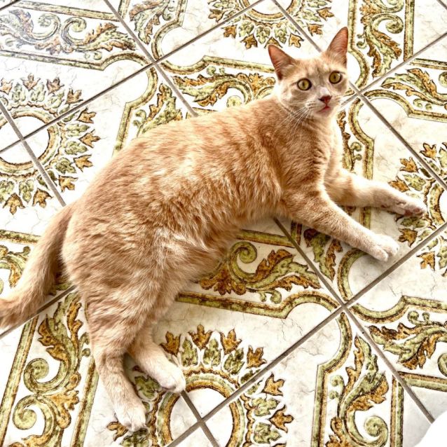 Photo of Cheeto