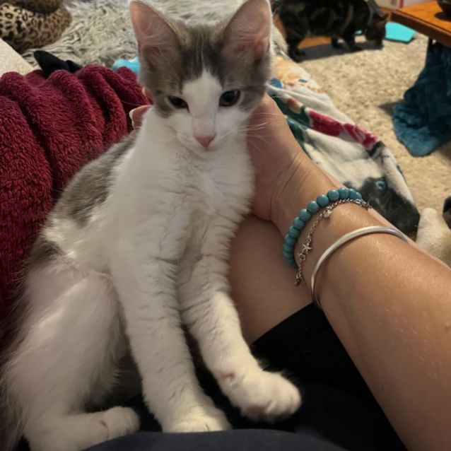 Photo of Ellery *9 Lives Project Rescue*