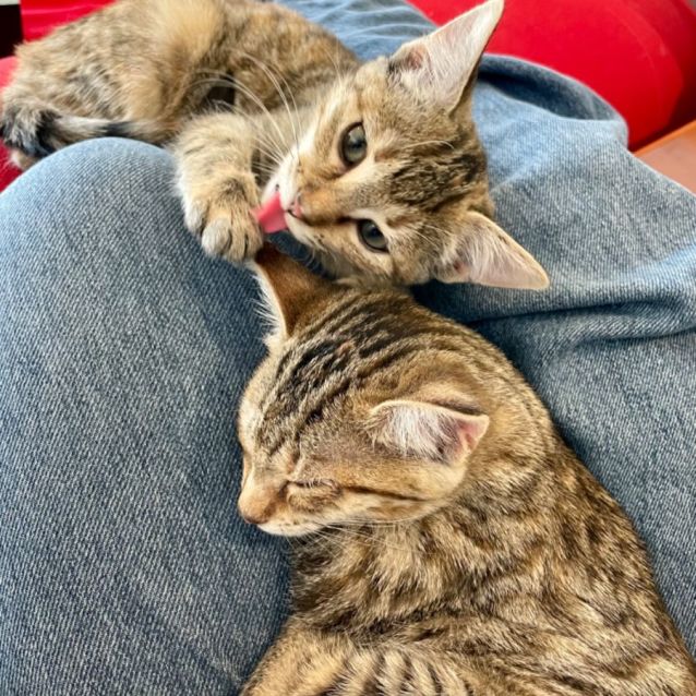 Photo of Luna And Missy 