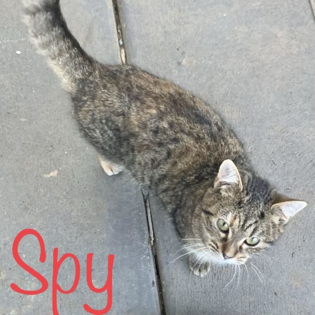 Photo of Spy