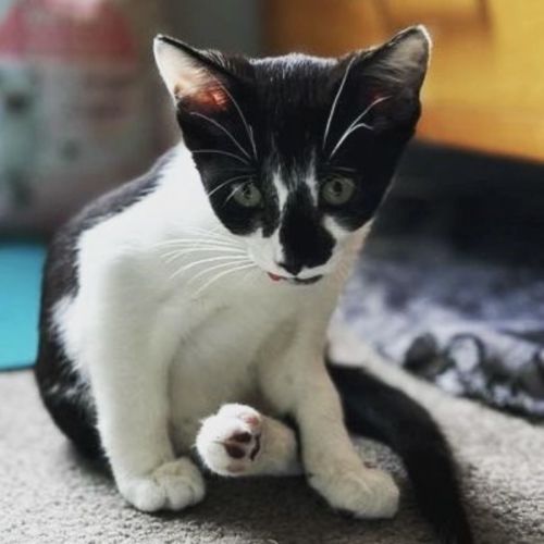 Hugo 