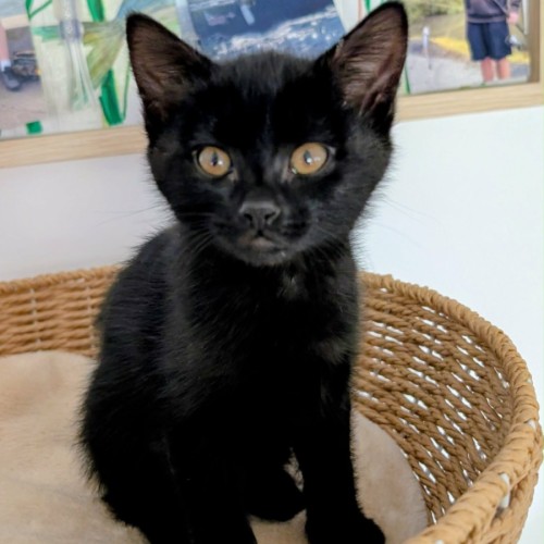 Betty meet me@Petstock Mornington Nepean Hwy 