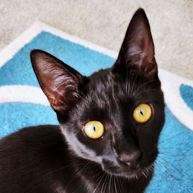 Photo of Rastas ^^Dandy Cat Rescue^^