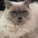 Photo of Kovu