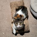 Photo of Princess