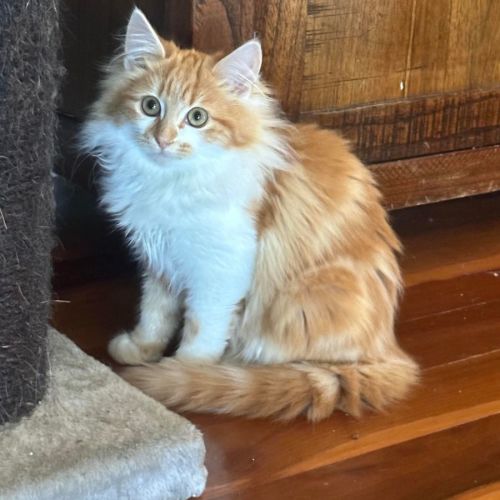 Honey**2nd Chance Cat Rescue**