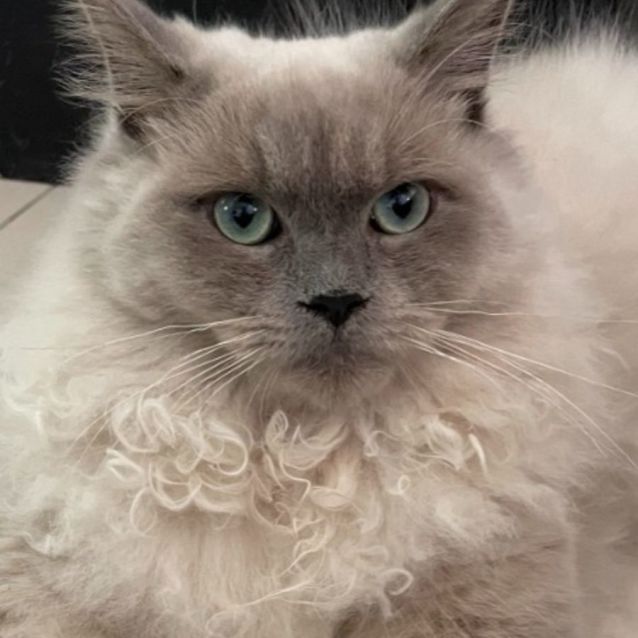 Photo of Kovu