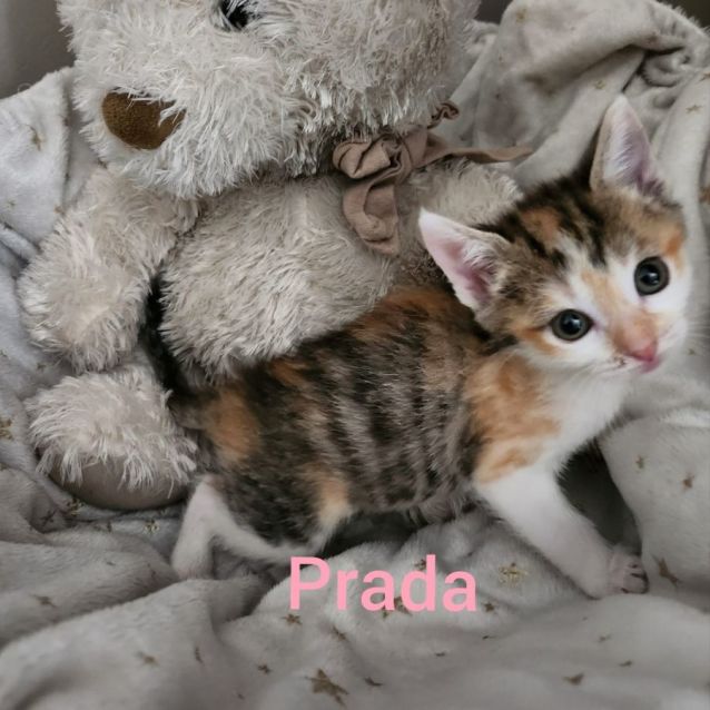 Photo of Prada