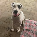 Photo of Patches