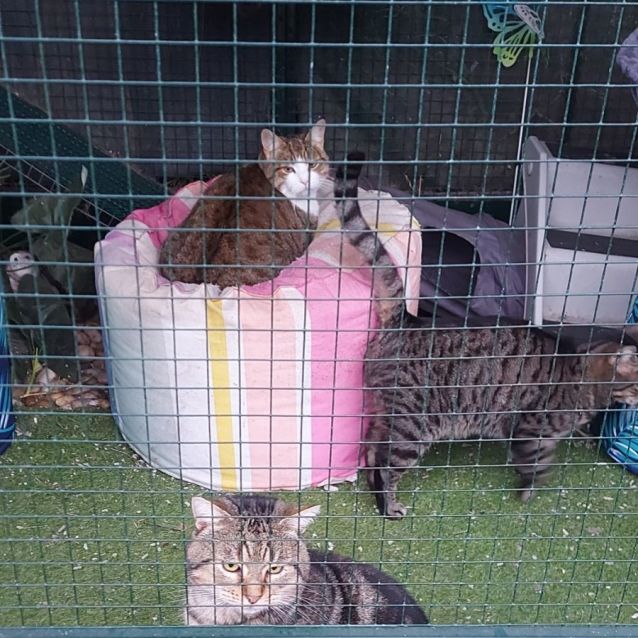 Photo of Scarlett ❤️🌹