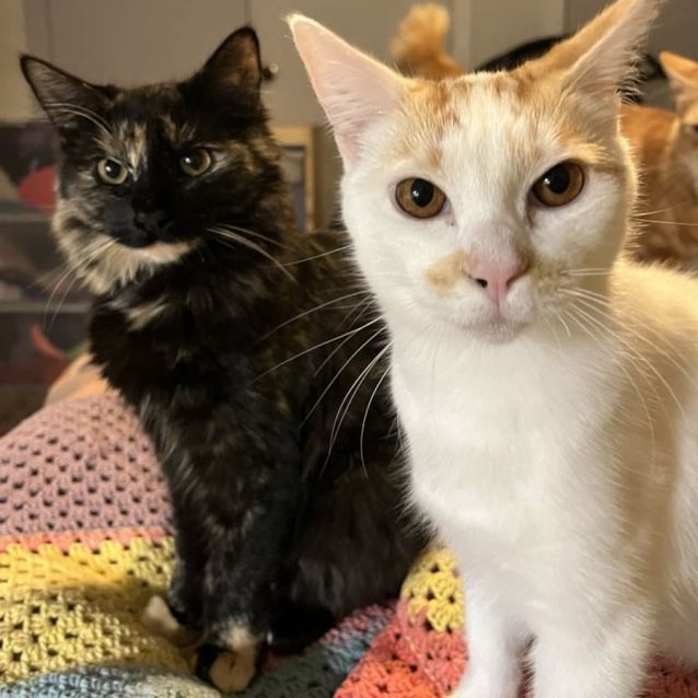 Photo of Charmander & Eevee (Located In Croydon)