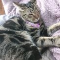 Photo of Muffin Katie
