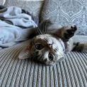 Photo of Raisin
